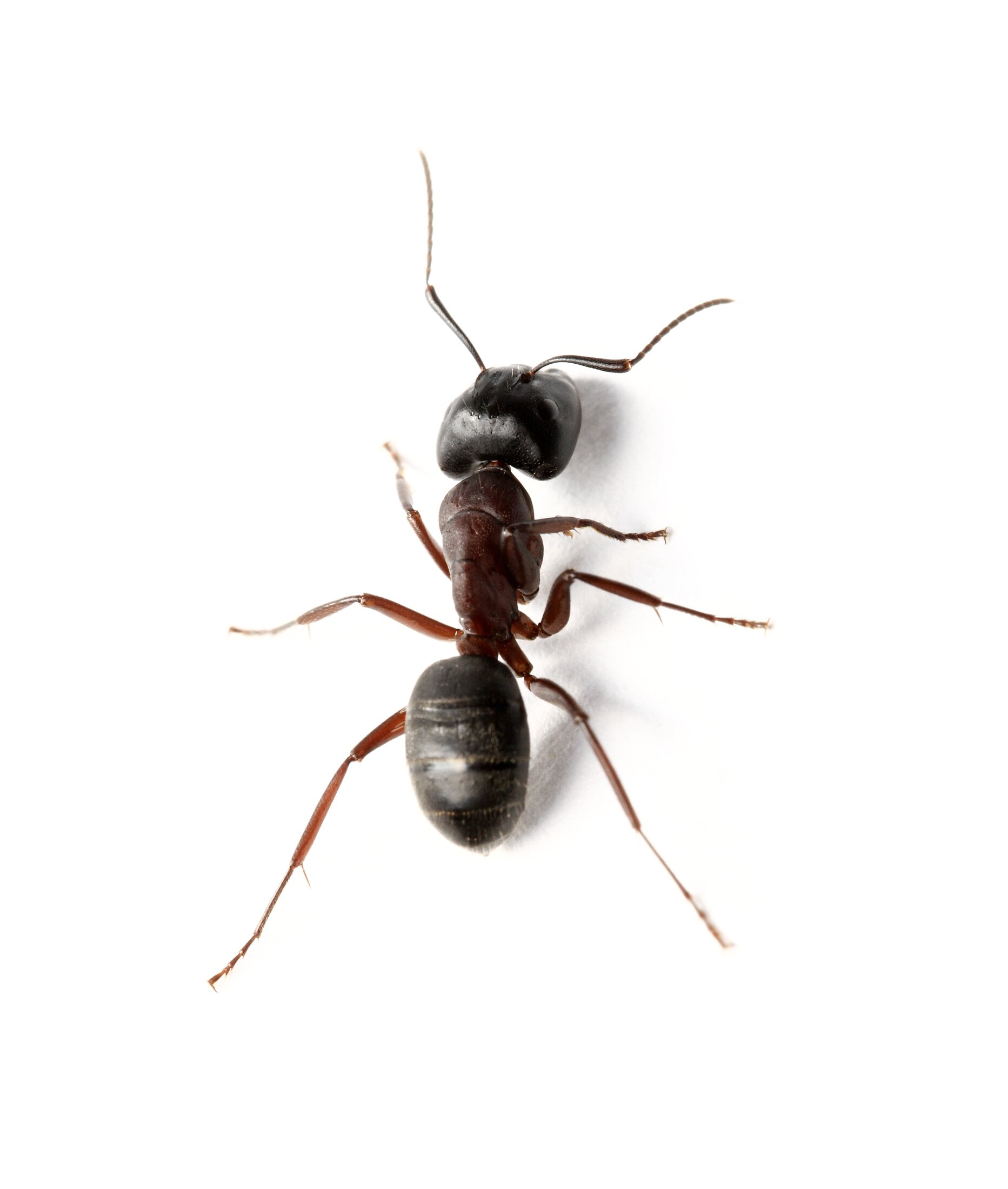 Ant