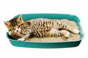 128165-425x282-kitten-in-litterbox