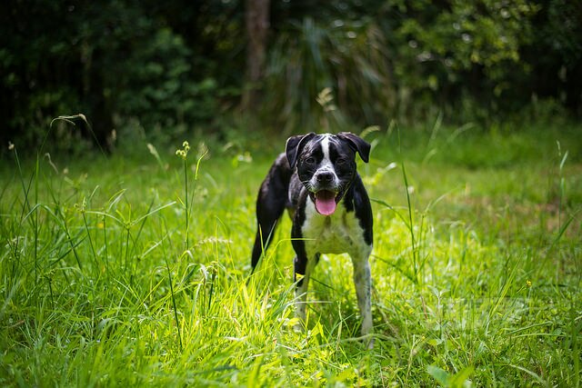 Bush Walks with Nixie